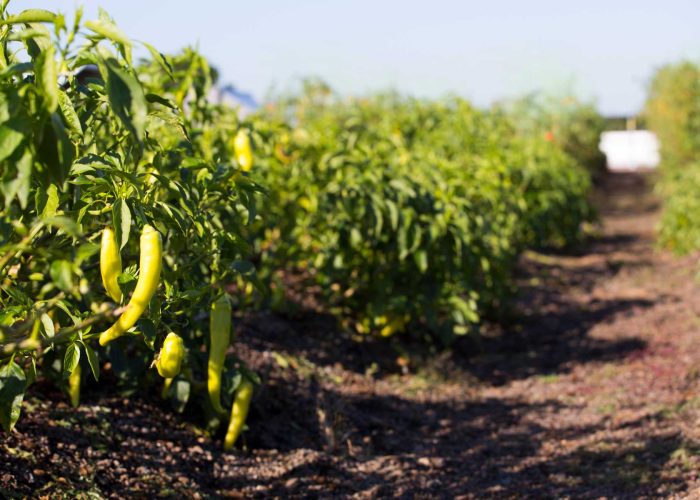 vegetables-on-an-organic-farm-close-up-green-pep-2025-04-03-21-16-56-utc